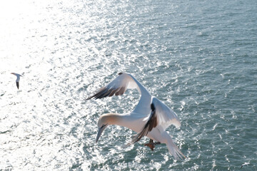 Basstölpel Helgoland