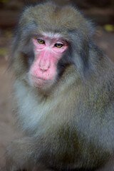 close up of a baboon