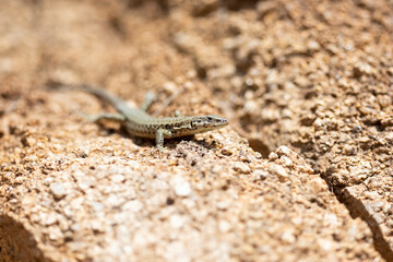 Lizard on a wall of earth basking in the sun.