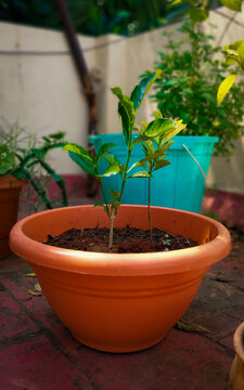 A flower pot in garden
