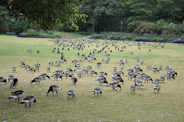 flock of sheep in the field stockholm