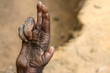 hand of a bonobo doing a blessing sign