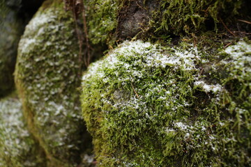 苔の生えた岩
