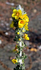 December flowers of Adler.