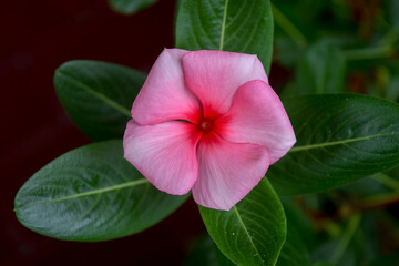 pink hibiscus flower