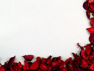 Red petals on the corner of the white background.
