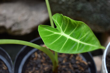 plant in the ground
