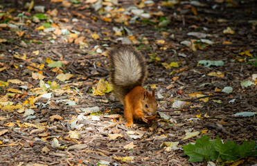 squirrel on the ground