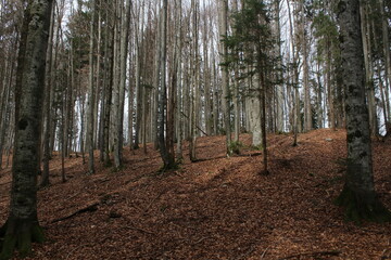 dichter Wald mit Blättern auf dem Boden 