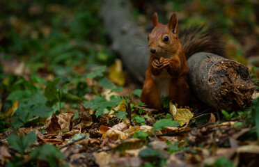 squirrel eating nut