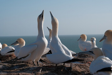 Basstölpel Helgoland