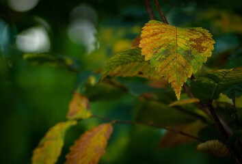 autumn leaves in the sun