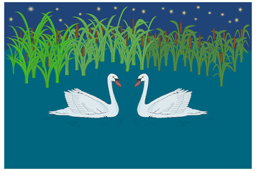 Two swans on the lake in the background cattail and the stars in the sky