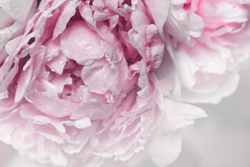 Blurred pink peonies petals soft focus. 