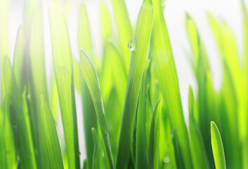 Fototapeta na wymiar Fresh green grass macro in sunlight