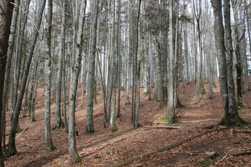 dichter Wald mit Blättern auf dem Boden 