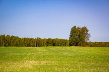 Fototapeta premium landscape with trees