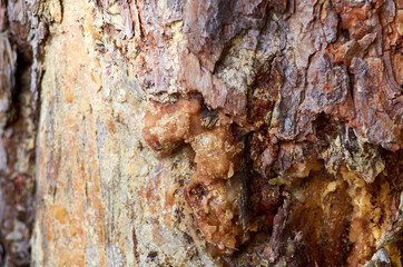Photo of resin on pine bark