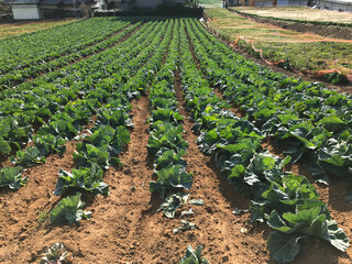 Rows of Lettuce in Rural Area of Japan