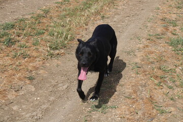 black dog running
