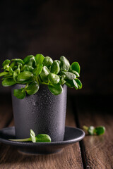 Sunflower microgreens in a gray pot on a wooden table