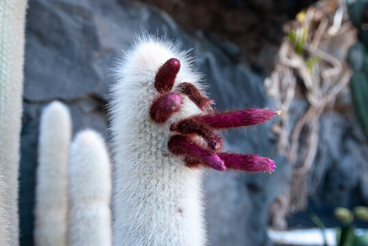 Silber-Kerzen-Katus, wei&szlig; flaumiger Kaktus mit pinkem Bl&uuml;tenstand, Cleistocactus strausii