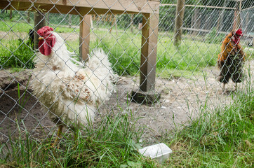 Very interesting white cock behind the fence, Latvia