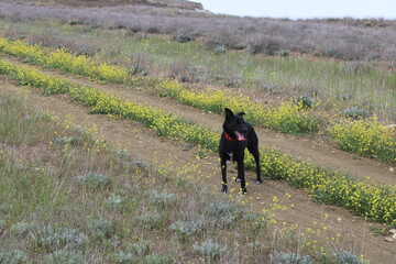 dog running in the field