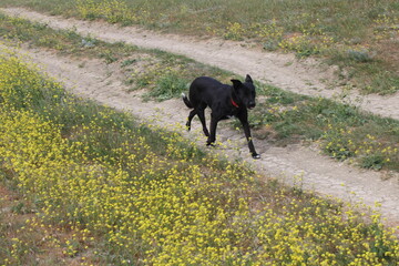 dog running  in the field
