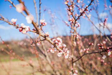Beautiful spring tree blossom flowers First days of early springtime