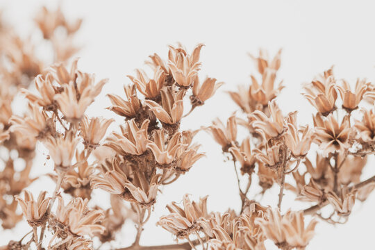 Dry vintage bell shape romantic frowers branches with light background macro