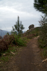 dirt trail in galicia through la picara. green bushes, gray stones with moss and brown path. - obrazy, fototapety, plakaty