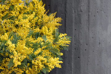 Bright spring mimosa flowers. Festive spring season concept. Symbol of 8 March, women's day. Mimosa branches, yellow flowers bouquet, copyspace for text
