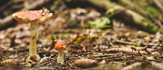 A small inedible mushroom, the red fly agaric grows on the substrate in the forest.