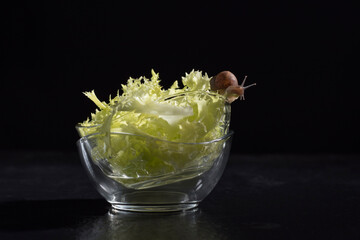 Caracol vivo sobre una ensalada de escarola rizada en fondo negro