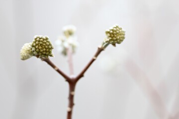 ミツマタの花のツボミ