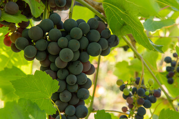 dark blue grapes with green leaves on a branch