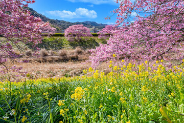 Obraz premium 静岡県賀茂郡南伊豆町 青野川沿いの河津桜