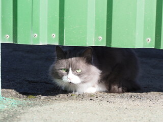 gray shaggy cat hides under the gate outdoor