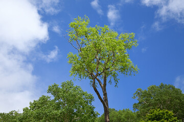 ダケカンパの新緑が青空に映える