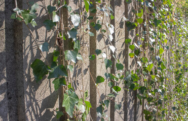 蔦の絡まるコンクリートの壁、柔らかい太陽の光と影、斜め
The concrete wall with ivy, soft sun light and shadow, perspective view
