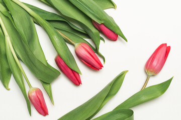 Pink tulips with green leaves on a white background, top view