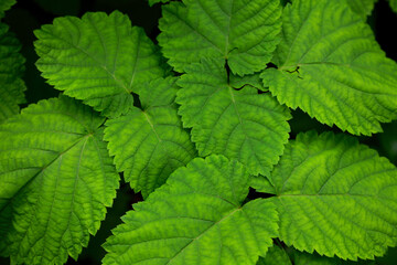 森の中で緑の葉が重なり合う