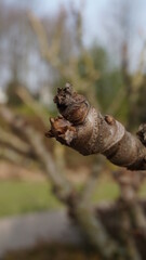 The sprouts and flowers in the botanical garden in the spring