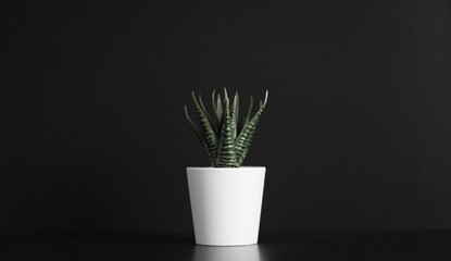 91 Grenn Plant Dark Background