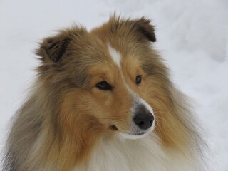 sheltie