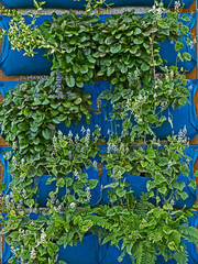 An example of vertical planting and gardening in small Urban garden