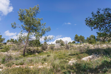 Landscape of rocky hills with trees and fresh spring grass against the sky with clouds. Israel