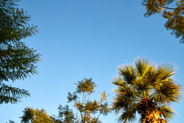 Nice palm trees in the blue sunny sky with white clouds