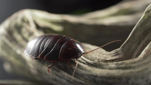 Macro video many American cockroaches eating for food in the sewer
